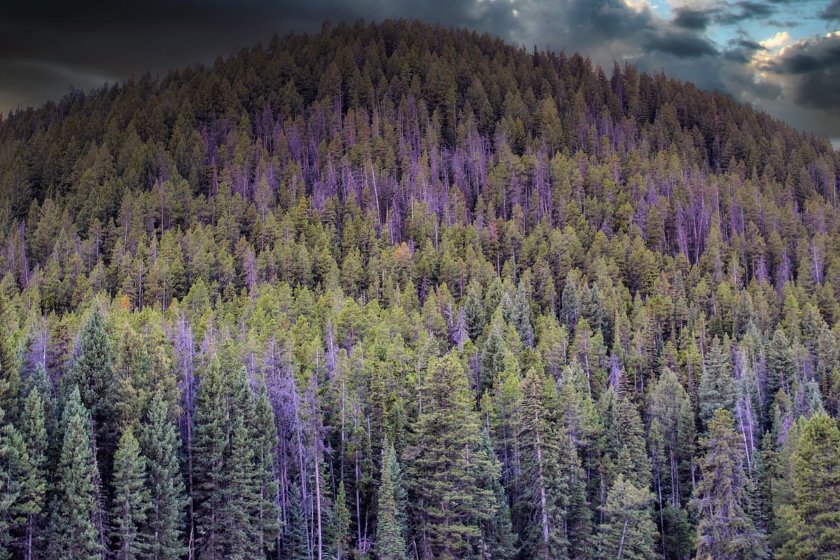 A Mountain Full of Trees