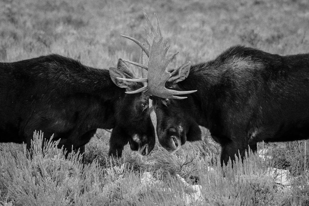 Moose on the Loose