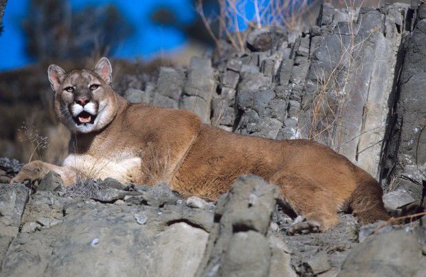 Mountain Lions on the Move