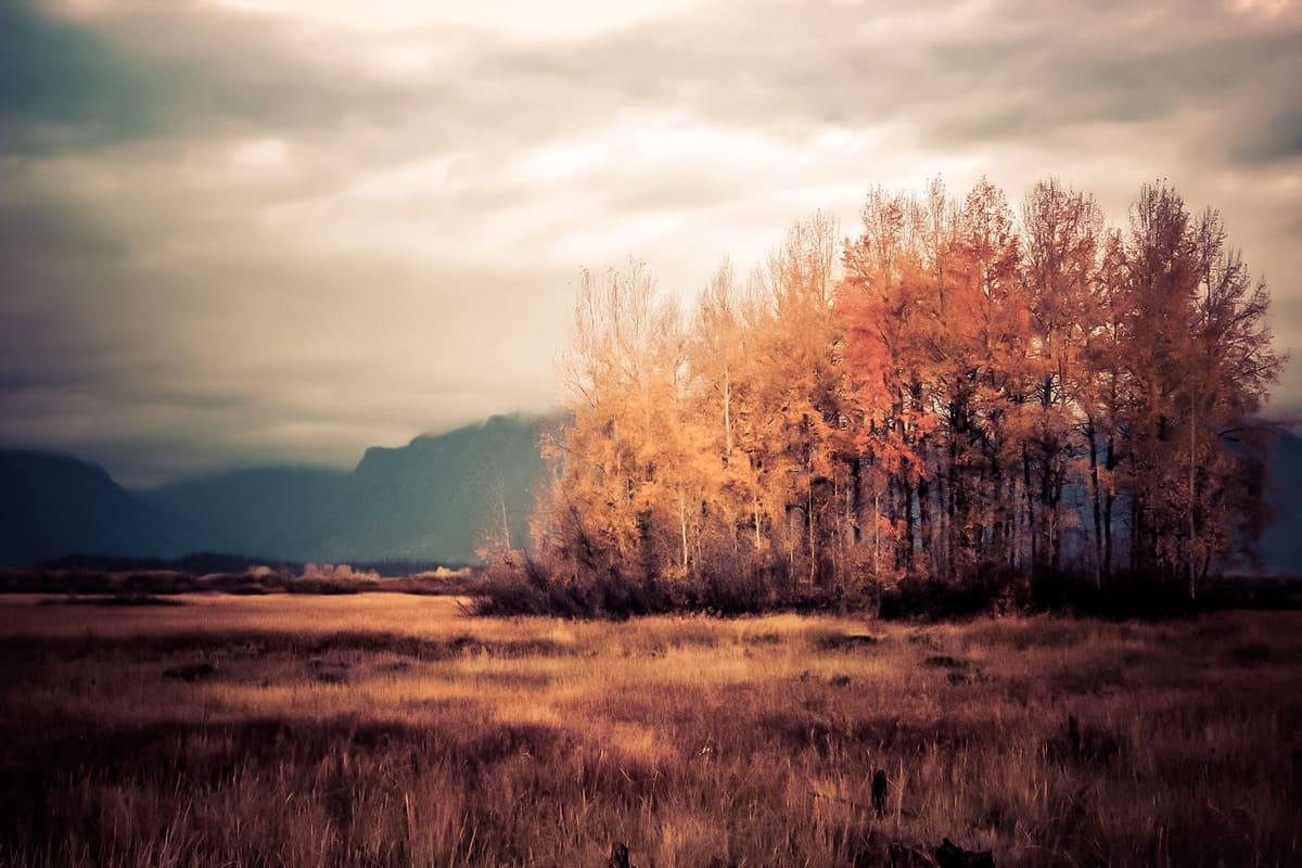 Meadow of Fall Colors