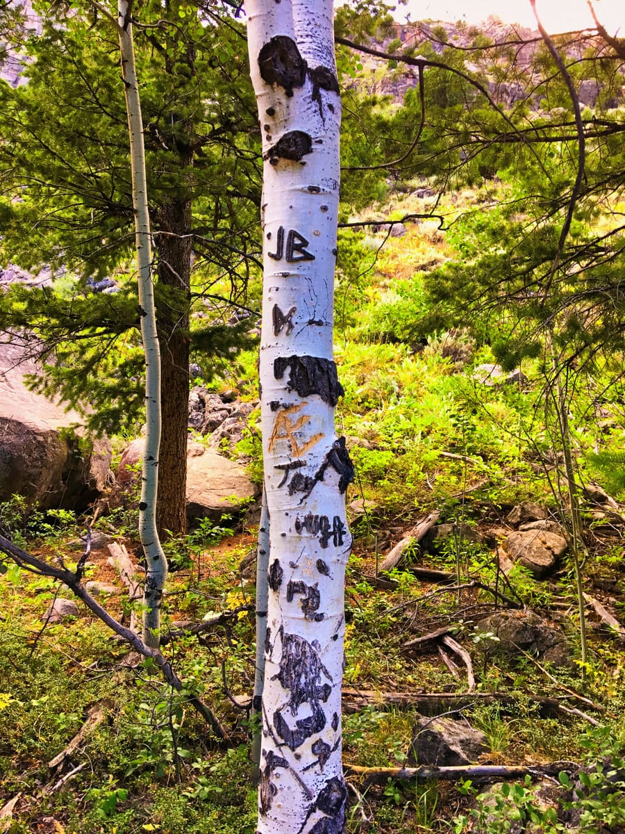 A secret message tree