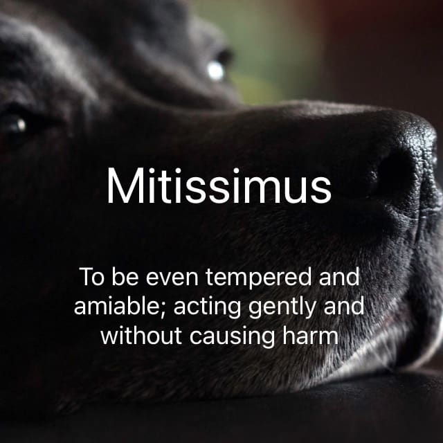 The word is Mitissimus