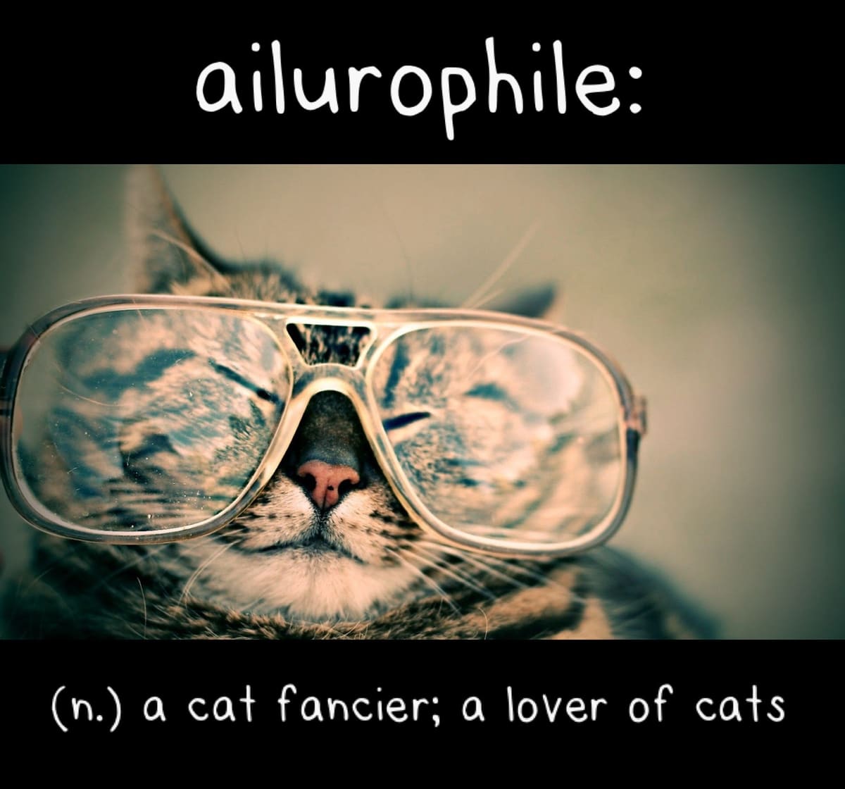 Ailurophile