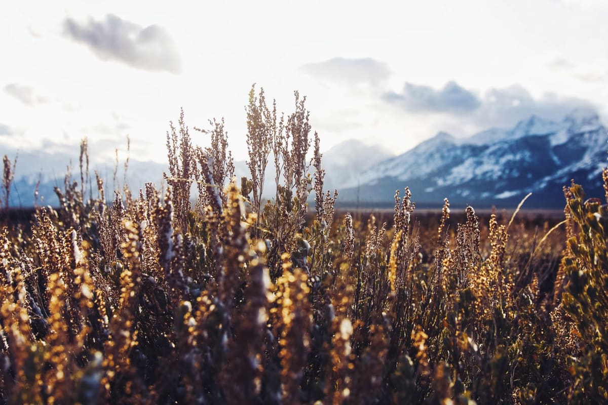 Frosty Sagebrush