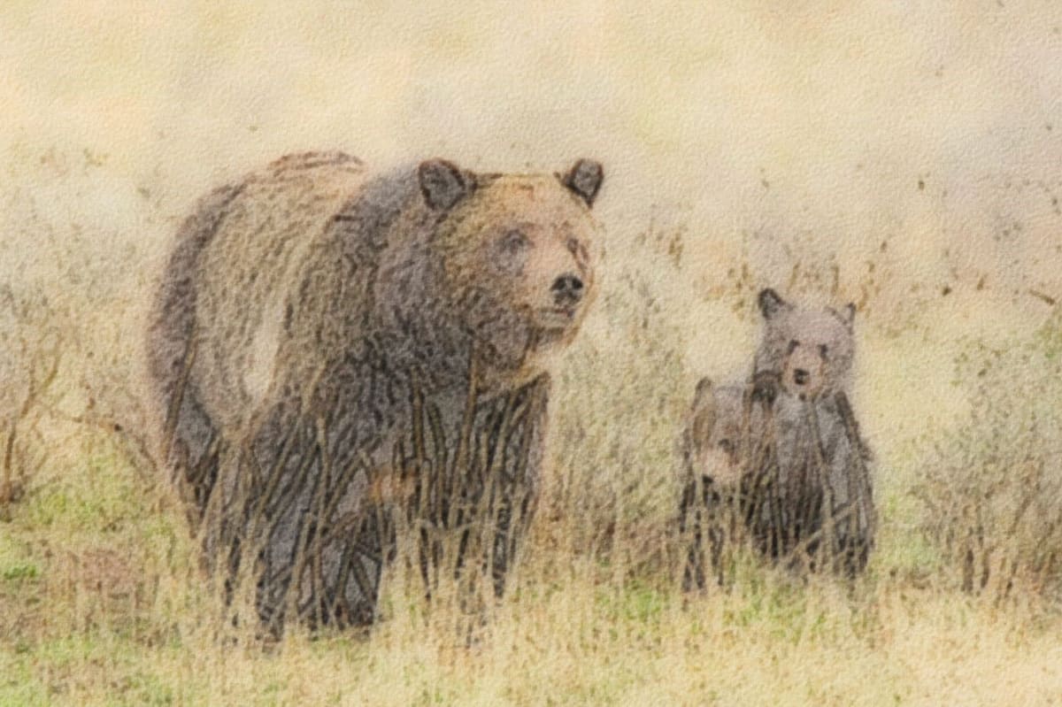 My Grizzly Bear Story