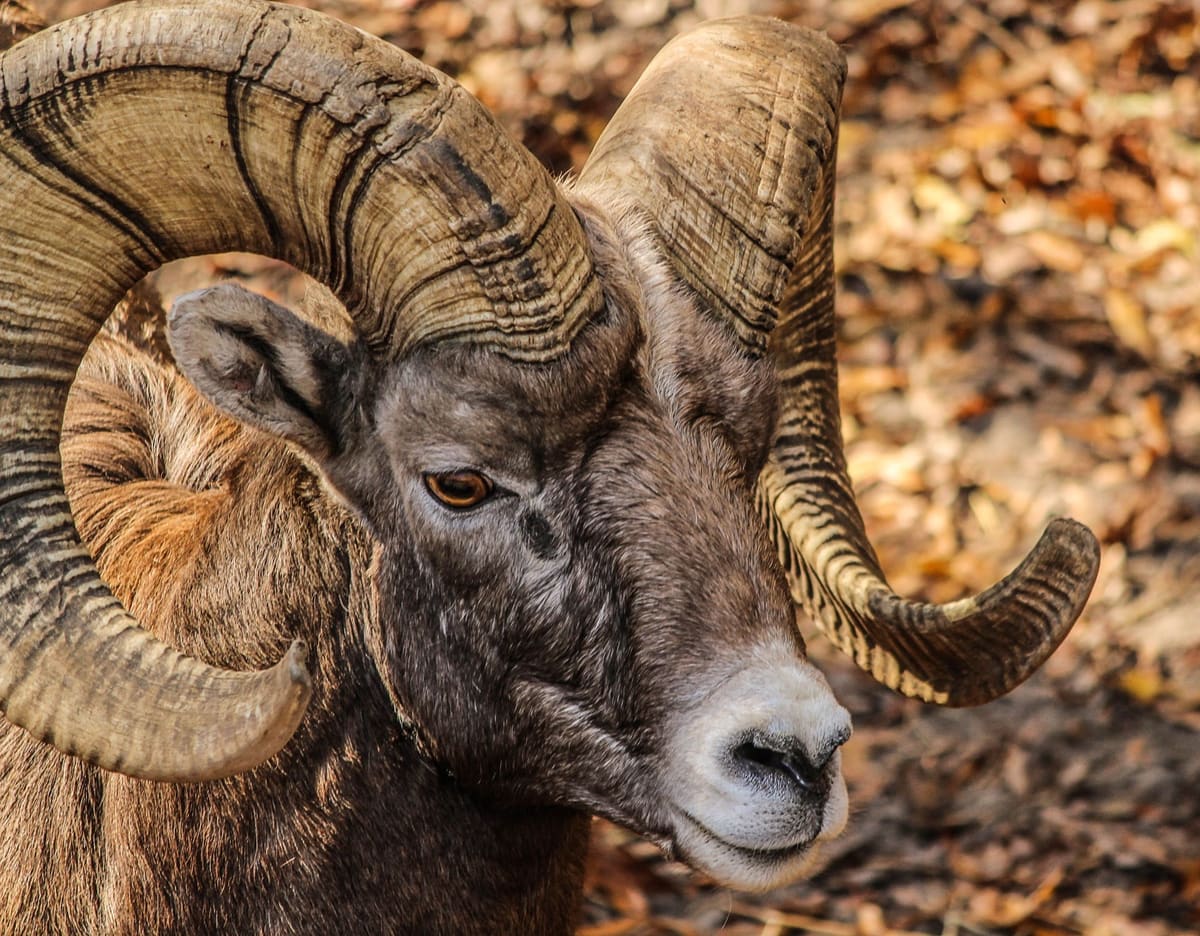Bighorn Sheep Gets Headache