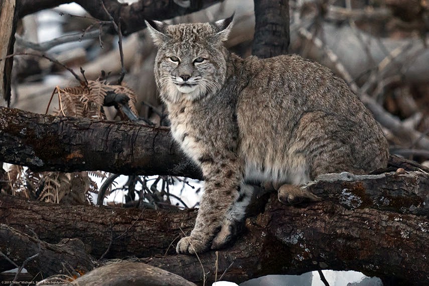 The Elusive Bobcats