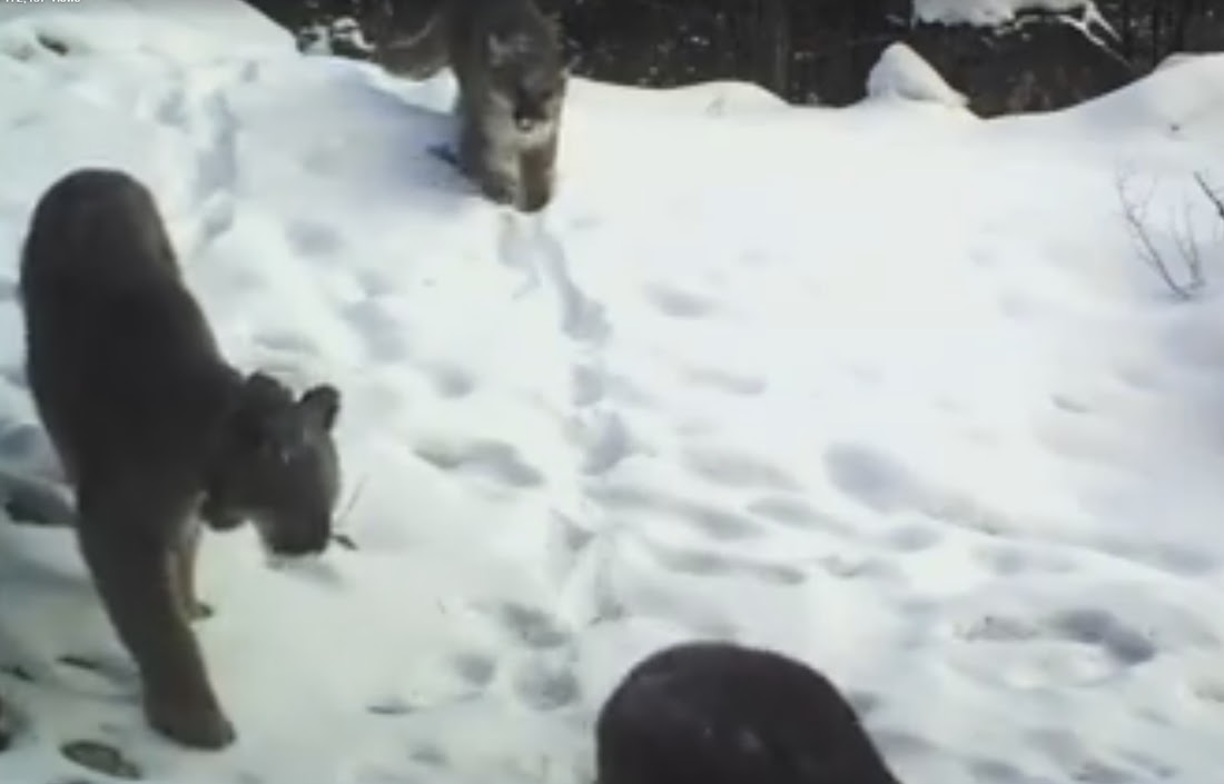 Female Cougar with Kittens - Trail Cam