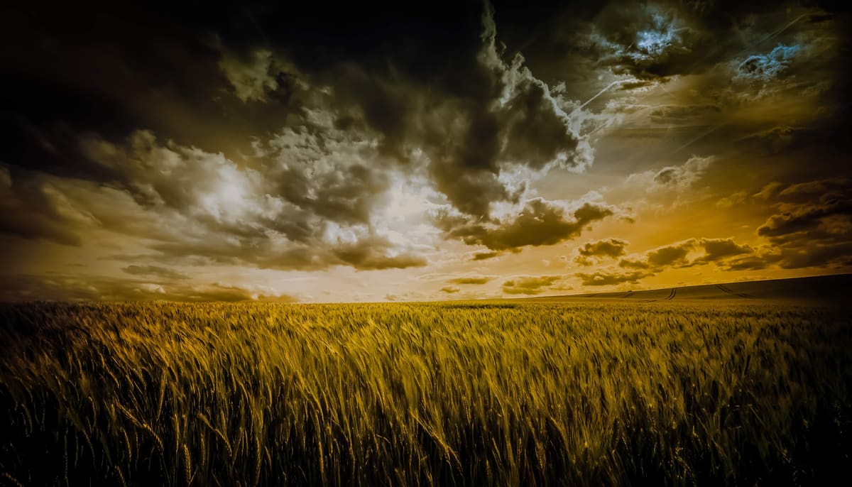 A golden field