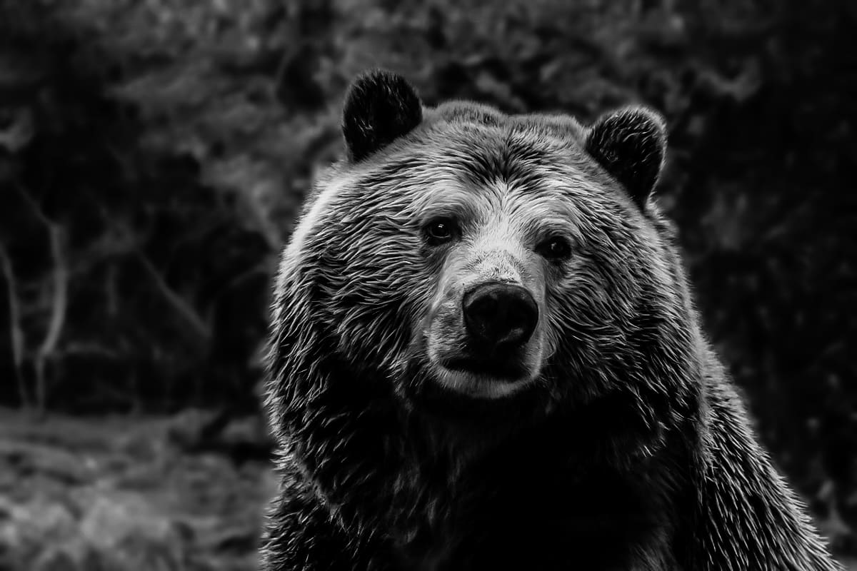 Angry Grizzly Charges Couple