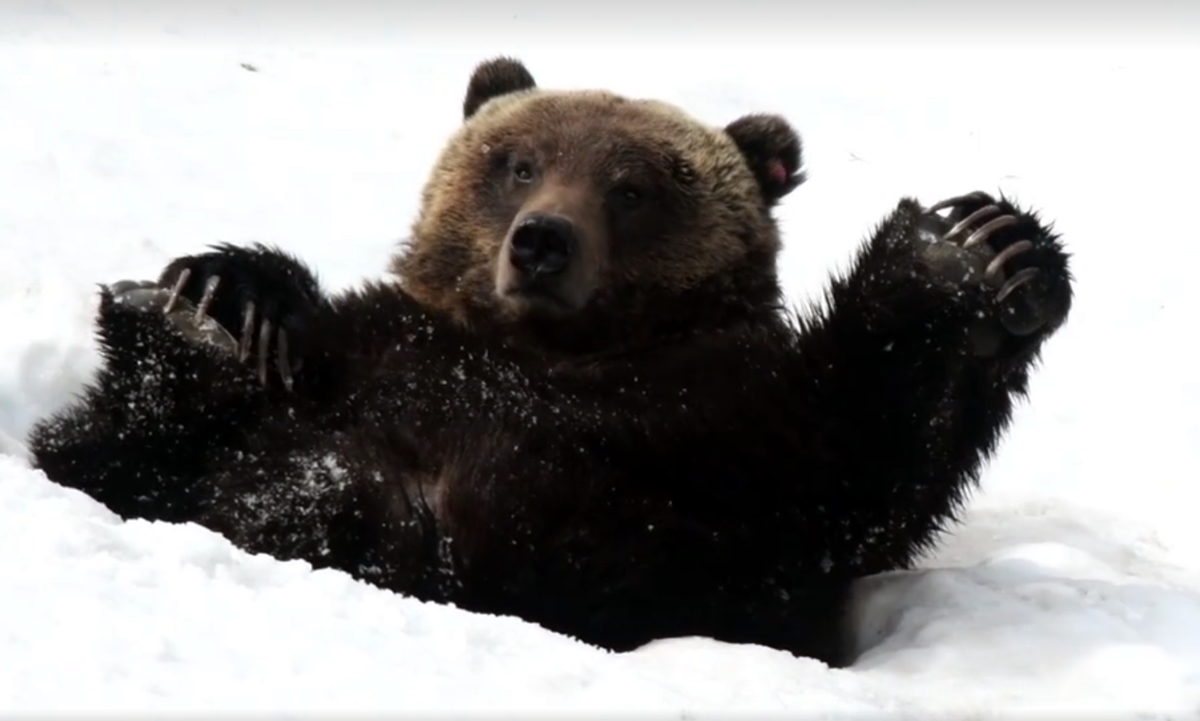 The happiest Grizzly Bear you'll ever see