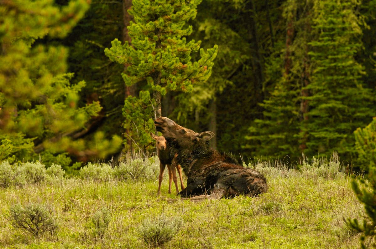 Moose Family Moose Family