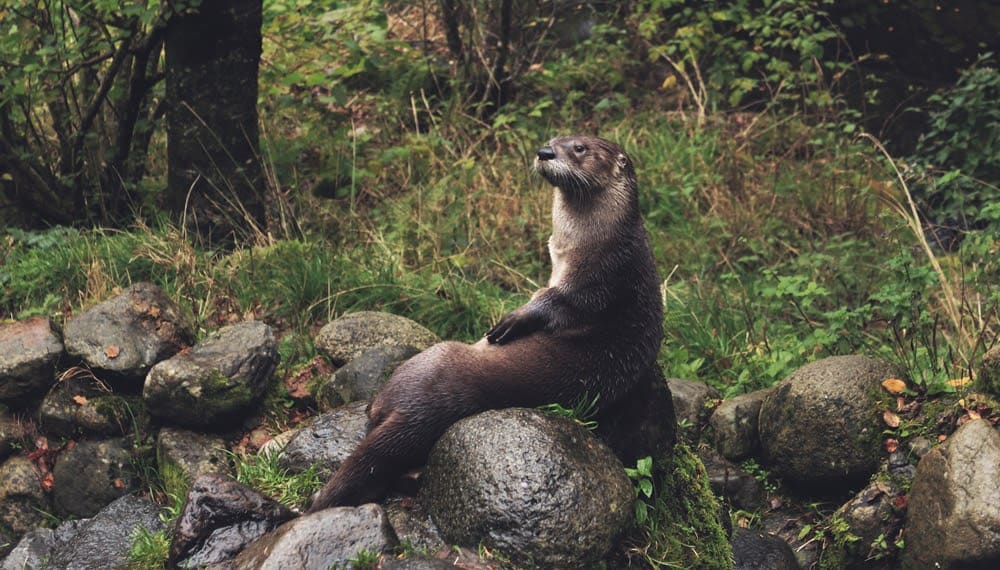 The Playful, Chaotic Otter