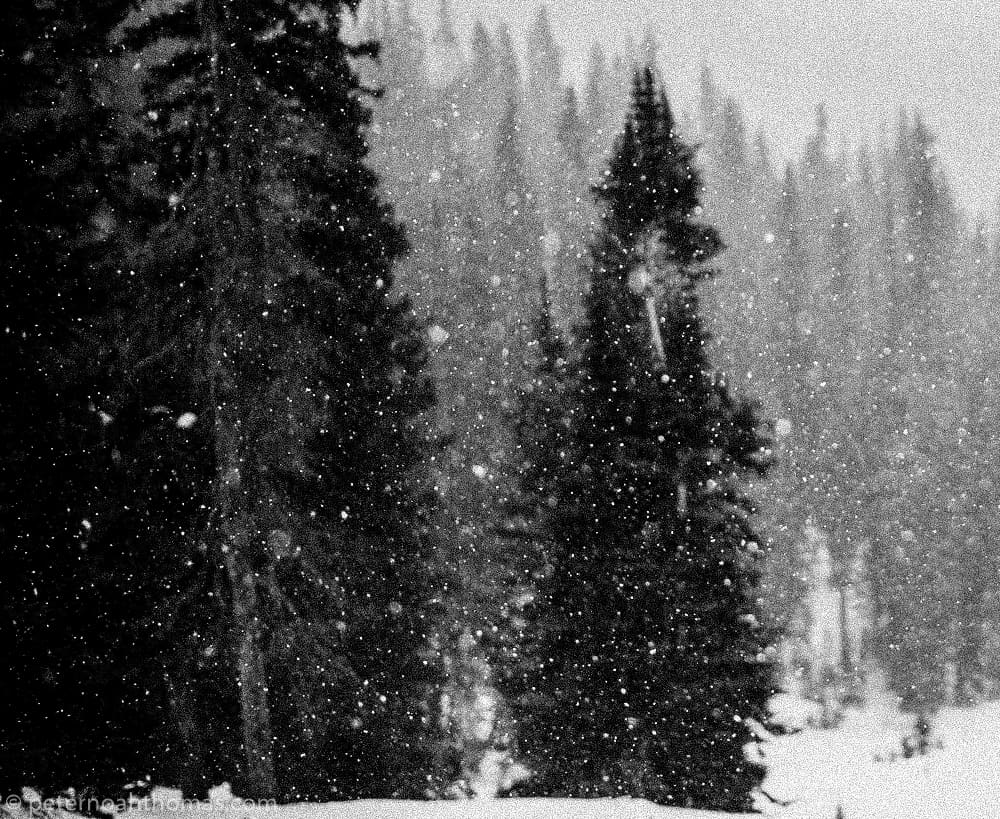 It’s Snowing in Dunraven Pass