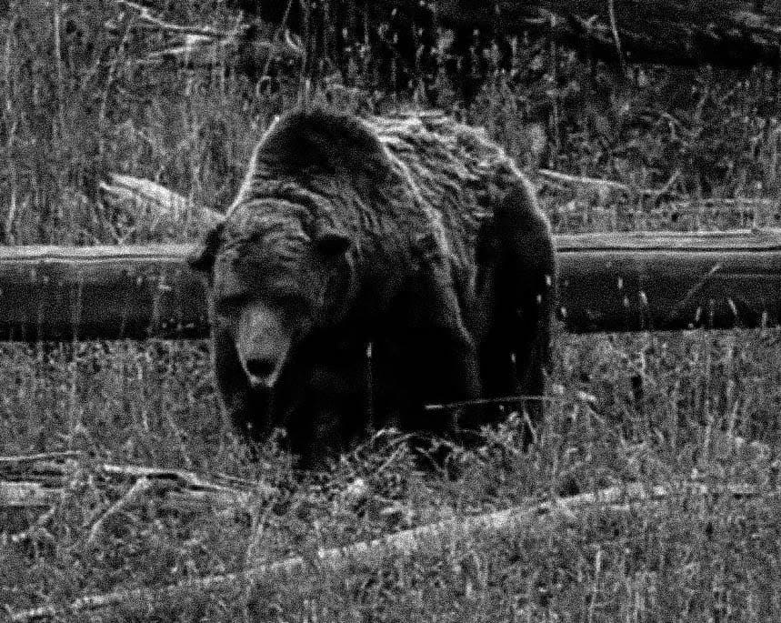 A Yellowstone Legend