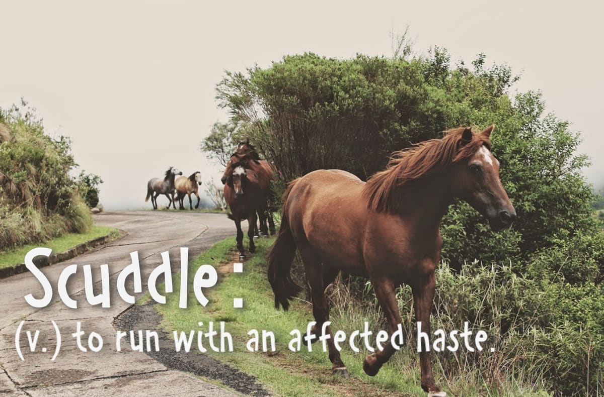 Scuddle