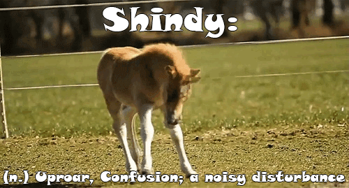 Shindy
