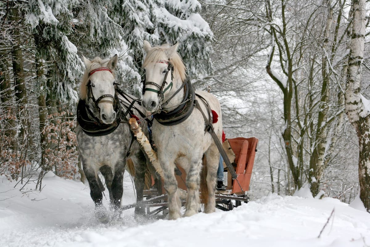 I Like Sleigh Rides