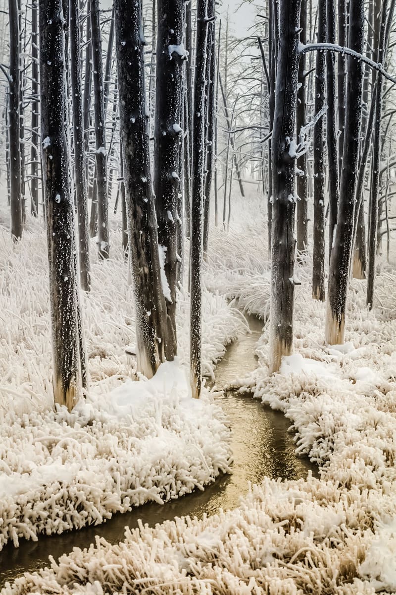 Tangled Creek Yellowstone's Tangled Creek in winter