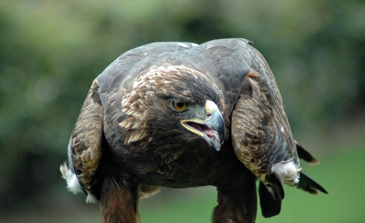 The Golden Eagles of Yellowstone