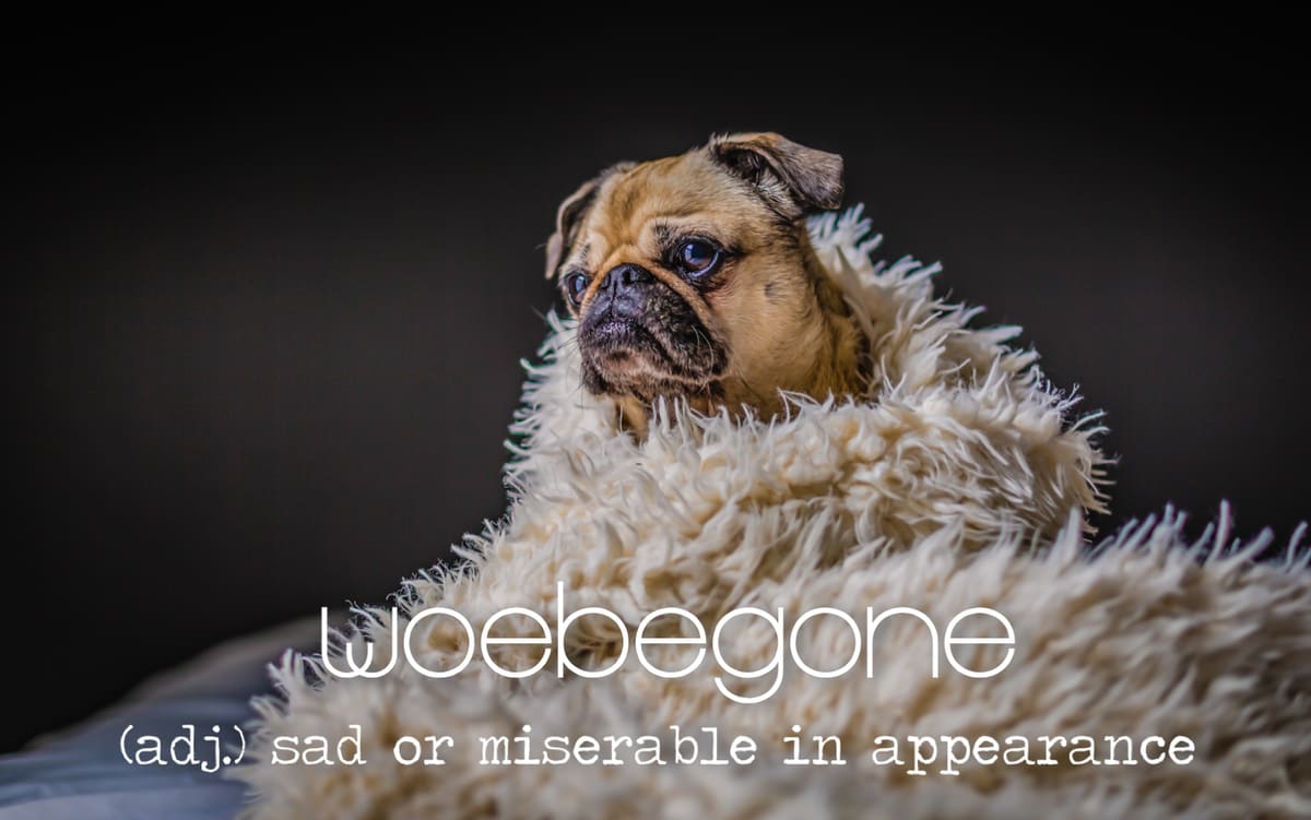 The word is Woebegone
