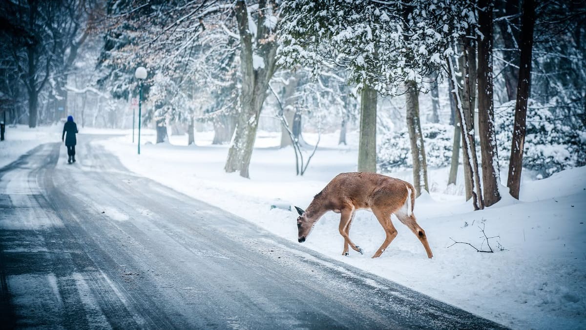 Oh Deer
