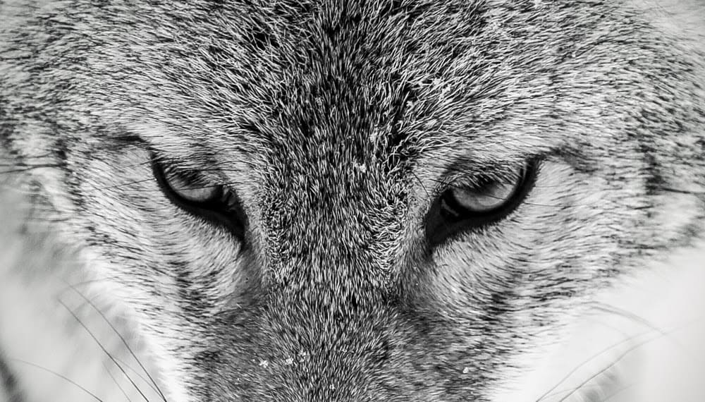 Wolves Changed the Rivers