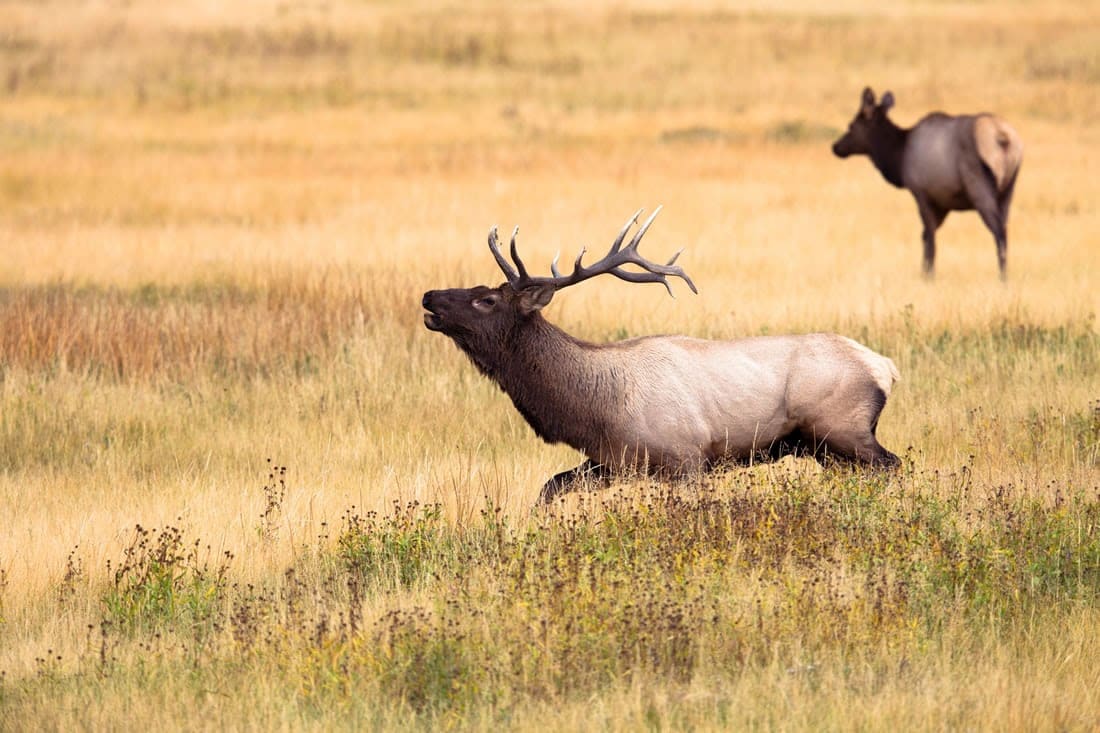 Yellowstone Elk yellowstone-elk