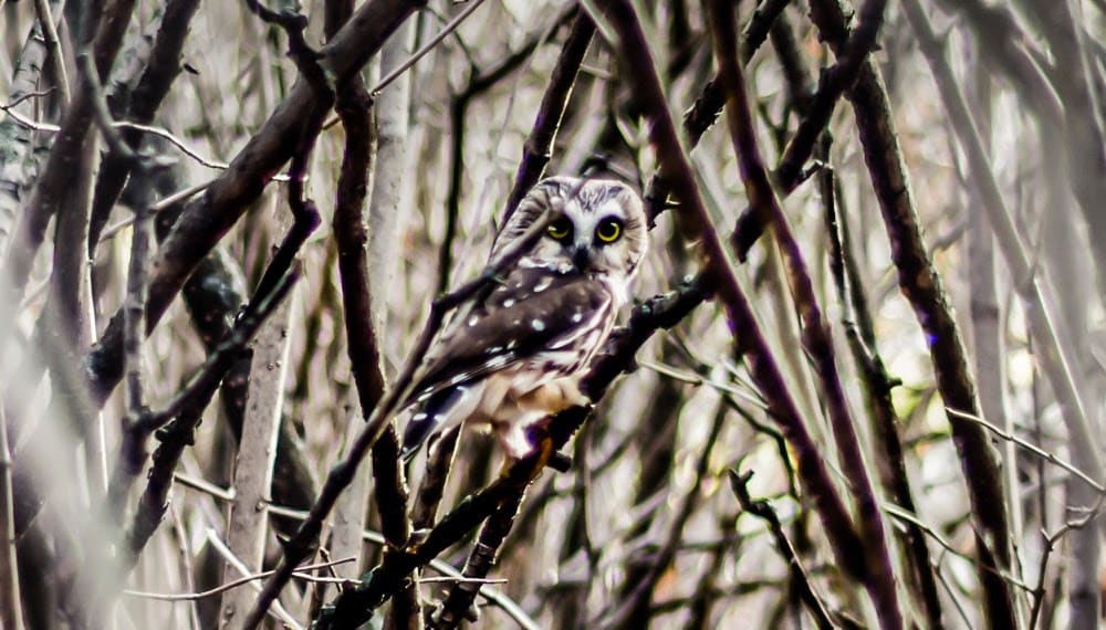 Owls of Yellowstone Yellowstone-Owls
